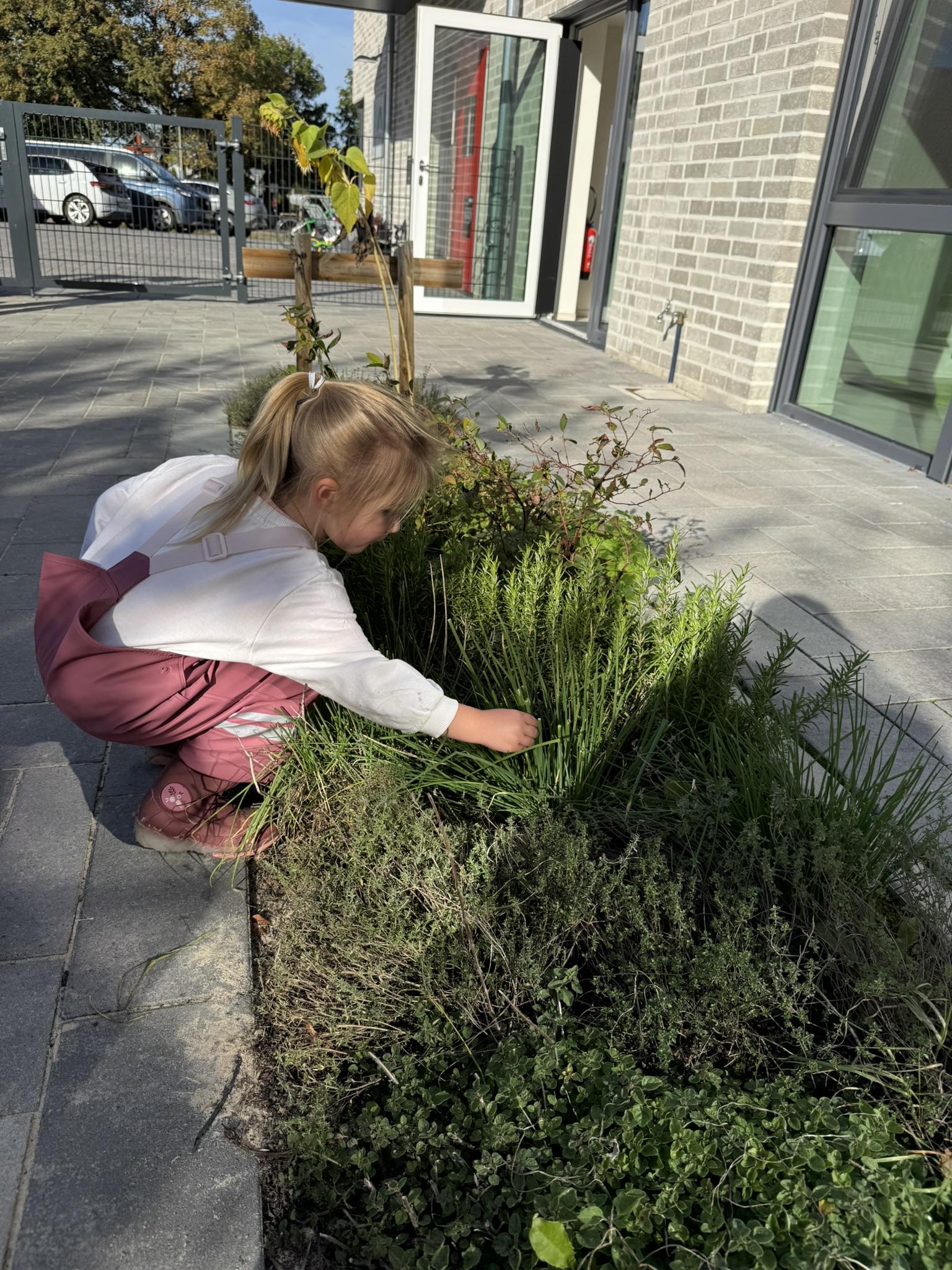Im Kräuterbeet ernten schon die Jüngsten.